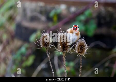 Goldfink (Carduelis carduelis) bekannt als Distelfink oder Stieglitz Barching auf Distel. Einer der buntesten und markantesten Finken mit weißem BL Stockfoto