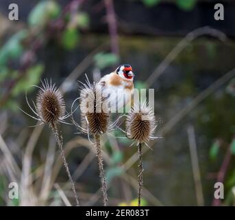 Goldfink (Carduelis carduelis) bekannt als Distelfink oder Stieglitz Barching auf Distel. Einer der buntesten und markantesten Finken mit weißem BL Stockfoto