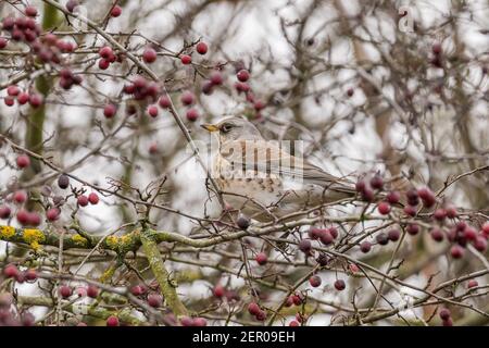 Feldfare (Turdus pilaris) auf einem Krabbenbaum in einem Garten im Schnee, hessen, deutschland Stockfoto