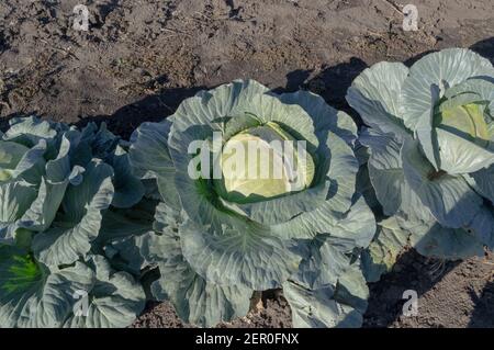 Grüner Bio-Frischkohl auf dem Feld. Gute Ernte von Kohl Stockfoto