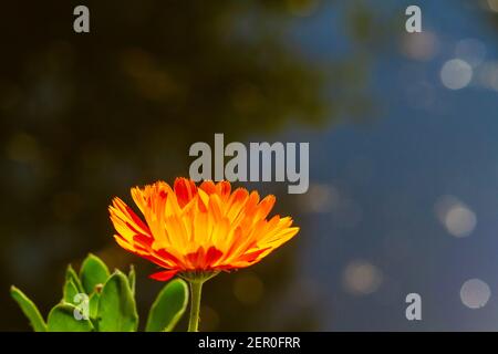 Orange Calendula, auch bekannt als die gemeine Ringelblume, die ihre Blütenblätter im Morgenlicht öffnet Stockfoto