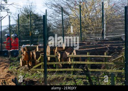 Aylesbury, Buckinghamshire, Großbritannien. 26th. Februar 2021. HS2 Ltd haben viele der Bäume im mittelalterlichen Spinney in der kleinen Dean Lane in der Nähe von Wendover, Aylesbury gefällt. Die Anwohner sind herzzerbrochen, um die Zerstörung zu sehen, die HS2 um Wendover und Aylesbury herum verursacht. High Speed Rail 2 schnitzen eine riesige Narbe über die Chilterns, ein Gebiet von herausragender natürlicher Schönheit für die umstrittene Bahnverbindung von London nach Birmingham. Da viele Pendler wählen, um zu Hause dauerhaft die Notwendigkeit für Pendlerzüge dimmt von Tag zu Tag zu arbeiten. Quelle: Maureen McLean/Alamy Stockfoto