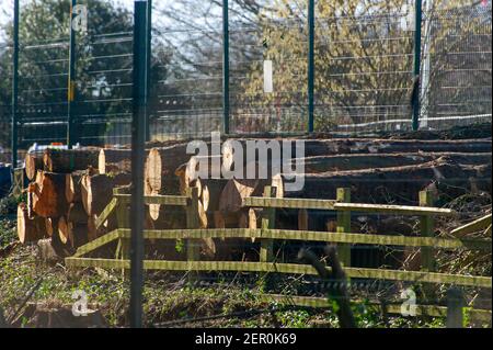 Aylesbury, Buckinghamshire, Großbritannien. 26th. Februar 2021. HS2 Ltd haben viele der Bäume im mittelalterlichen Spinney in der kleinen Dean Lane in der Nähe von Wendover, Aylesbury gefällt. Die Anwohner sind herzzerbrochen, um die Zerstörung zu sehen, die HS2 um Wendover und Aylesbury herum verursacht. High Speed Rail 2 schnitzen eine riesige Narbe über die Chilterns, ein Gebiet von herausragender natürlicher Schönheit für die umstrittene Bahnverbindung von London nach Birmingham. Da viele Pendler wählen, um zu Hause dauerhaft die Notwendigkeit für Pendlerzüge dimmt von Tag zu Tag zu arbeiten. Quelle: Maureen McLean/Alamy Stockfoto