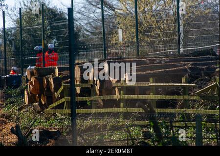 Aylesbury, Buckinghamshire, Großbritannien. 26th. Februar 2021. HS2 Ltd haben viele der Bäume im mittelalterlichen Spinney in der kleinen Dean Lane in der Nähe von Wendover, Aylesbury gefällt. Die Anwohner sind herzzerbrochen, um die Zerstörung zu sehen, die HS2 um Wendover und Aylesbury herum verursacht. High Speed Rail 2 schnitzen eine riesige Narbe über die Chilterns, ein Gebiet von herausragender natürlicher Schönheit für die umstrittene Bahnverbindung von London nach Birmingham. Da viele Pendler wählen, um zu Hause dauerhaft die Notwendigkeit für Pendlerzüge dimmt von Tag zu Tag zu arbeiten. Quelle: Maureen McLean/Alamy Stockfoto