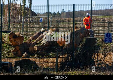 Aylesbury, Buckinghamshire, Großbritannien. 26th. Februar 2021. HS2 Ltd haben viele der Bäume im mittelalterlichen Spinney in der kleinen Dean Lane in der Nähe von Wendover, Aylesbury gefällt. Die Anwohner sind herzzerbrochen, um die Zerstörung zu sehen, die HS2 um Wendover und Aylesbury herum verursacht. High Speed Rail 2 schnitzen eine riesige Narbe über die Chilterns, ein Gebiet von herausragender natürlicher Schönheit für die umstrittene Bahnverbindung von London nach Birmingham. Da viele Pendler wählen, um zu Hause dauerhaft die Notwendigkeit für Pendlerzüge dimmt von Tag zu Tag zu arbeiten. Quelle: Maureen McLean/Alamy Stockfoto