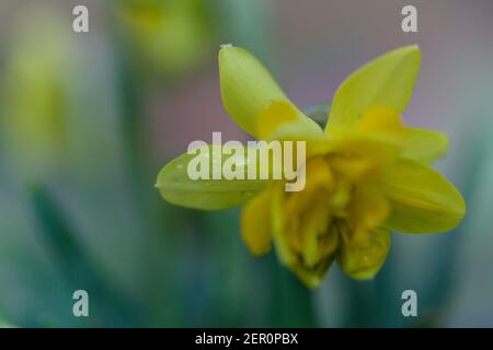 Nahaufnahme von Narcissus ' Tête-à-Tête ' an einem frühen Februarmorgen, Essex, Großbritannien 2021 Stockfoto