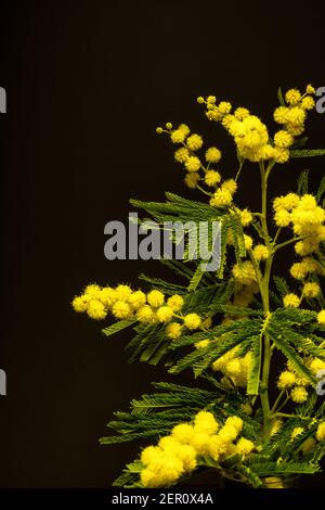 Beleuchtete Mimosen auf dunklem Hintergrund Stockfoto