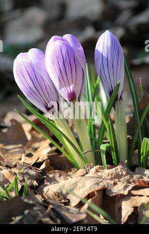 Crocus vernus im Stadtpark Staddijk in Nijmegen, Niederlande Stockfoto