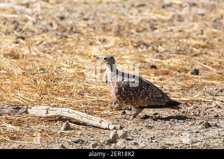 Burchell's Sandgrouse (Pterocles burchelli) männlich am frühen Morgen, Kgalagadi Transfrontier Park, Kalahari, Northern Cape, Südafrika Stockfoto