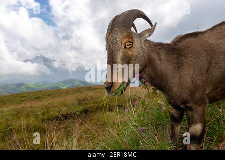 Nahaufnahme von nilgiri Tahr (Nilgiriragus hylocrius) aus dem Eravikulam Nationalpark, Munnar, die eine der besten touristischen Lage in kerala ist. Stockfoto