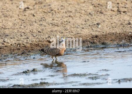 Burchell's Sandgrouse (Pterocles burchelli) Männchen am Wasserloch trinken, Kgalagadi Transfrontier Park, Kalahari, Northern Cape, Südafrika Stockfoto