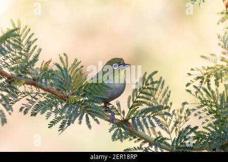 Cape White-Eye (Zosterops virens capensis) in Fever Tree (Vachellia xanthohloea) Western Cape, Südafrika Stockfoto