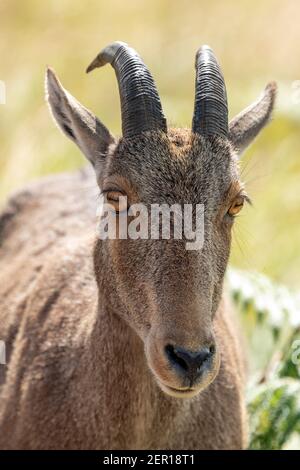 Nahaufnahme von nilgiri Tahr (Nilgiriragus hylocrius) aus dem Eravikulam Nationalpark, Munnar, die eine der besten touristischen Lage in kerala ist. Stockfoto