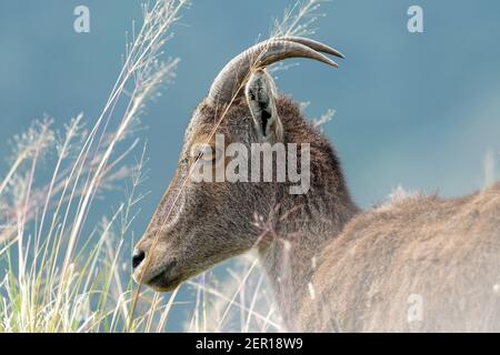 Nahaufnahme von nilgiri Tahr (Nilgiriragus hylocrius) aus dem Eravikulam Nationalpark, Munnar, die eine der besten touristischen Lage in kerala ist. Stockfoto