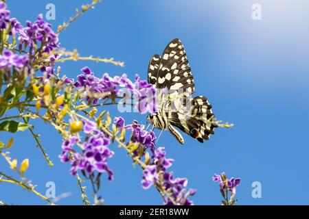 Citrus Swallowtail Butterfly (Papilio demodocus) alias Christmas Butterfly, auf Pollensuche auf Duranta erecta, Western Cape, Südafrika Stockfoto