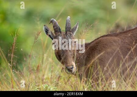 Nahaufnahme von nilgiri Tahr (Nilgiriragus hylocrius) aus dem Eravikulam Nationalpark, Munnar, die eine der besten touristischen Lage in kerala ist. Stockfoto