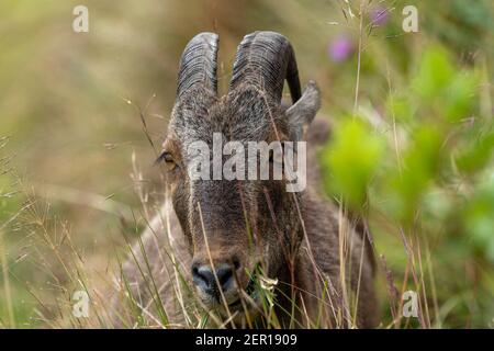 Nahaufnahme von nilgiri Tahr (Nilgiriragus hylocrius) aus dem Eravikulam Nationalpark, Munnar, die eine der besten touristischen Lage in kerala ist. Stockfoto