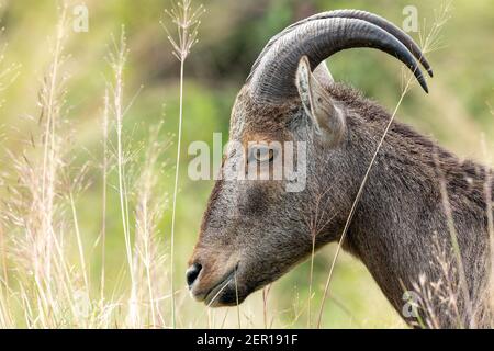 Nahaufnahme von nilgiri Tahr (Nilgiriragus hylocrius) aus dem Eravikulam Nationalpark, Munnar, die eine der besten touristischen Lage in kerala ist. Stockfoto