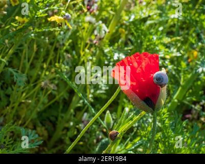 Schnecke auf einer Pop-up Knospe einer roten Mohnblume Nahaufnahme inmitten grüner Vegetation Stockfoto