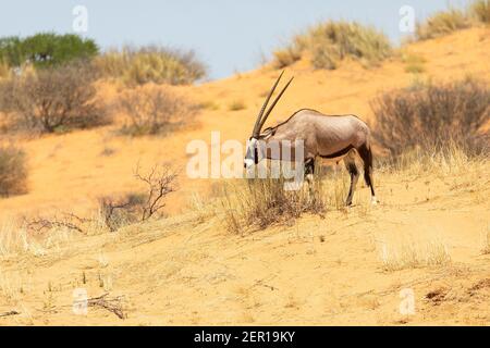 Gemsbok oder Gemsbuck (Oryx gazella), die Gras auf einer roten Kalahari-Düne fressen, Kgalagadi Transfrontier Park, Nordkap, Südafrika Stockfoto