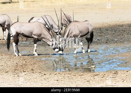 Gemsbok oder Gemsbuck (Oryx gazella) Herde trinken in Schlammpfütze, Kgalagadi Transfrontier Park, Kalahari, Nordkap, Südafrika Stockfoto