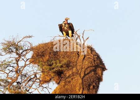 Lappet-Faced Vulture (Torgos tracheliotos) auf geselligen Weaver Nest in der Nähe Mata Mata, Kgalagadi Transfrontier Park, Kalahari, Südafrika Stockfoto