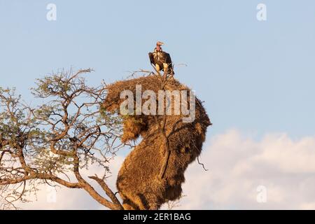 Lappet-faced Vulture (Torgos tracheliotos tracheliotos) bei Sonnenuntergang thront auf geselligen Webernest, Khgalagadi Transfrontier Park, Kalahari, Nord-C Stockfoto