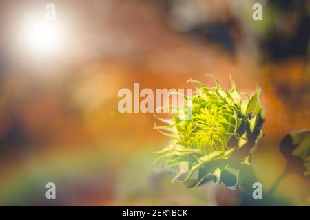 Weicher Fokus der lebendigen Sonnenblume Bud weiches Licht hell in Morgen Stockfoto