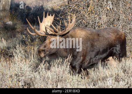 Porträt eines schönen Bullen Shiras Elch, Alces alces shirasi, in Wyoming, USA. Stockfoto