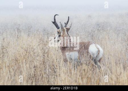 Porträt einer schönen Pronghorn-Antilocapra americana, während einer frühen Schneebesen in Wyoming USA. Stockfoto