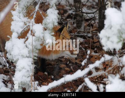 Rotfuchs Kopf erschossen Nahaufnahme Profil Seitenansicht in der Wintersaison genießen seine Umwelt und Lebensraum. Fox-Bild. Bild. Hochformat. Fox Photo. Stockfoto