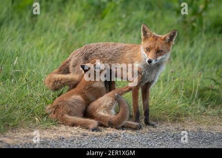 Füchse saugen zwei Fuchs Keulen, Nahaufnahme in Schottland, u.k im Frühjahr Stockfoto