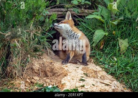 Fuchs-Junge, der sich vor seiner Höhle putzt, aus der Nähe in Schottland, u.k im Frühling Stockfoto