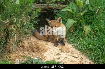 Fuchs-Junge, der sich vor seiner Höhle putzt, aus der Nähe in Schottland, u.k im Frühling Stockfoto