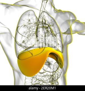 Membran menschliche Atemwege Anatomie für medizinisches Konzept 3D Illustration Stockfoto