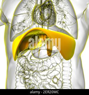 Membran menschliche Atemwege Anatomie für medizinisches Konzept 3D Illustration Stockfoto