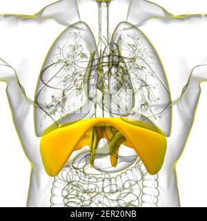 Membran menschliche Atemwege Anatomie für medizinisches Konzept 3D Illustration Stockfoto