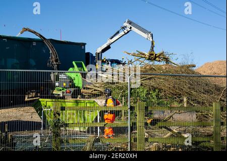 Aylesbury, Buckinghamshire, Großbritannien. 26th. Februar 2021. HS2 haben ein großes Gebiet von Haselnusspappice früher Heimat von Siebenschläfer gefällt. Sie haben auch viele der Bäume im mittelalterlichen Spinney in der kleinen Dean Lane in der Nähe von Wendover, Aylesbury gefällt. Ganze Öko-Systeme wurden bis HS2 heute zerstört, als sie Bäume, die sie in einen Holzhacker geflüllt haben, füllen einen riesigen Moloch mit Holzhackschnitzel. High Speed Rail 2 schnitzt eine riesige Narbe über die Chilterns, ein Gebiet von herausragender natürlicher Schönheit für die umstrittene Bahnverbindung von London nach Birmingham. Quelle: Maureen McLean/Alamy Stockfoto