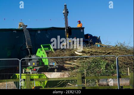 Aylesbury, Buckinghamshire, Großbritannien. 26th. Februar 2021. HS2 haben ein großes Gebiet von Haselnusspappice früher Heimat von Siebenschläfer gefällt. Sie haben auch viele der Bäume im mittelalterlichen Spinney in der kleinen Dean Lane in der Nähe von Wendover, Aylesbury gefällt. Ganze Öko-Systeme wurden bis HS2 heute zerstört, als sie Bäume, die sie in einen Holzhacker geflüllt haben, füllen einen riesigen Moloch mit Holzhackschnitzel. High Speed Rail 2 schnitzt eine riesige Narbe über die Chilterns, ein Gebiet von herausragender natürlicher Schönheit für die umstrittene Bahnverbindung von London nach Birmingham. Quelle: Maureen McLean/Alamy Stockfoto