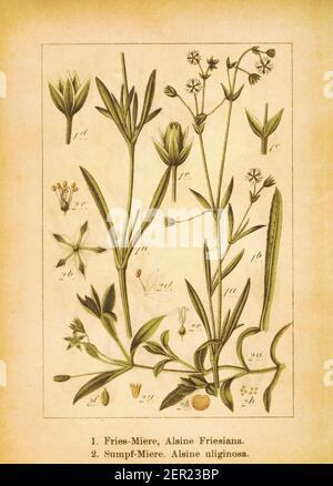 19th-Jahrhundert-Illustration von Alsine friesiana und Moor Kicherkraut. Stich von Jacob Sturm (1771-1848) aus dem Buch Deutschlands Flora in Abbildungen Stockfoto