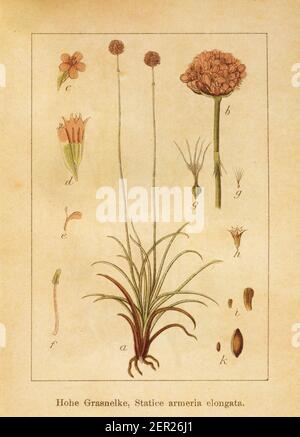 Antike Illustration einer armeria elongata. Gestochen von Jacob Sturm (1771-1848) und veröffentlicht im Buch Deutschlands Flora in Abbildungen nach der Stockfoto