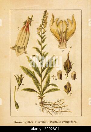 Antike Illustration einer digitalis grandiflora, auch bekannt als großblütiger Fuchshandschuh oder gelber Fuchshandschuh. Gestochen von Jacob Sturm (1771-1848) und publi Stockfoto