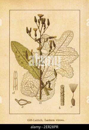 Antike Illustration eines Lactuca virosa, auch bekannt als Bittersalat, Wildsalat, Opiumsalat oder giftiger Salat. Gestochen von Jacob Sturm (177 Stockfoto