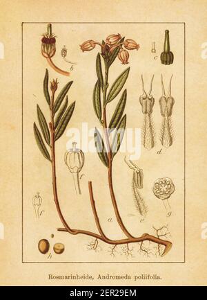 Antike Illustration einer andromeda polifolia, auch bekannt als Moor Rosmarin. Gestochen von Jacob Sturm (1771-1848) und veröffentlicht im Buch Deutschlands Stockfoto