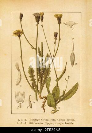 Antike Illustration eines crepis setosa (auch als borstiger Hagebart bekannt) und crepis foetida (auch als stinkender Hagebart bekannt). Gestochen von Jacob S. Stockfoto