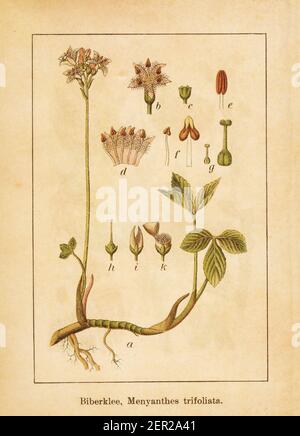 Antike Illustration einer menyanthes trifoliata, auch als Buckbean oder Moorbohne bekannt. Gestochen von Jacob Sturm (1771-1848) und veröffentlicht im Buch DEU Stockfoto