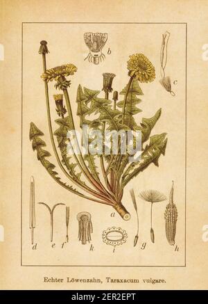 Antike Illustration eines Taraxacum officinale, auch als Taraxacum vulgare oder gewöhnlicher Löwenzahn bekannt. Gestochen von Jacob Sturm (1771-1848) und veröffentlicht Stockfoto