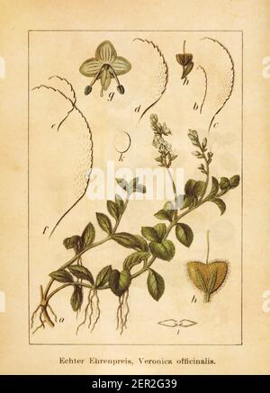 Antike Illustration einer veronica officinalis, auch bekannt als Gypsyweed, Heide Speedwell, gemeiner Speedwell oder Pauls Betonie. Gestochen von Jacob Stockfoto