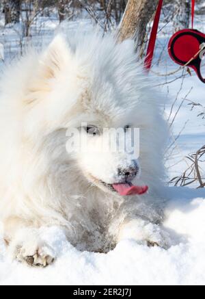 Weiße Hunde steckten ihre Zungen wunderschön heraus Stockfoto