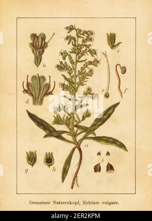 Antike Illustration eines Echium vulgare, auch bekannt als Gemeine Viper's bugloss oder blueweed. Gestochen von Jacob Sturm (1771-1848) und veröffentlicht im Stockfoto